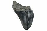 Partial Fossil Megalodon Tooth - Serrated Blade #277383-1